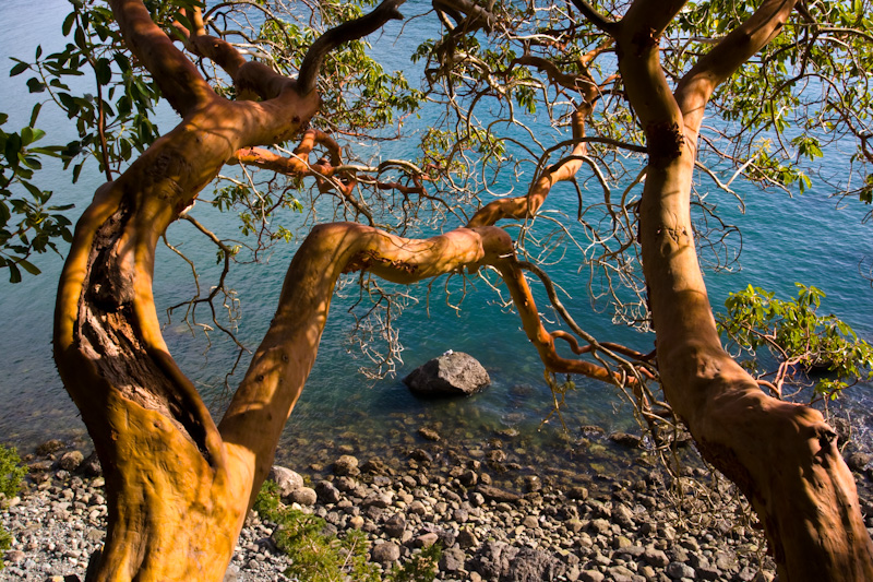 Pacific Madrone Overhanging Shore